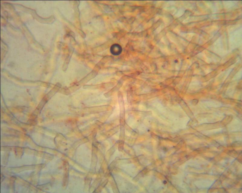 Ceriporia cf. purpurea (Ceriporia purpurea)